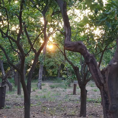 Couette-café Lemon Factor