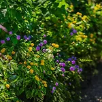Lemon Factor Bed & Breakfast 4*