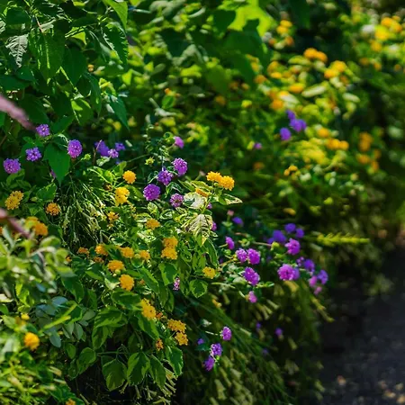 Lemon Factor Bed & Breakfast 4*