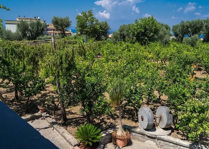 Lemon Factor Sorrento