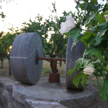 Bed & Breakfast Lemon Factor